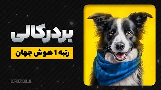 سگ بردرکالی  باهوش‌ترین سگ دنیا   معرفی، ویژگی‌ها و آموزش [upl. by Wayne]