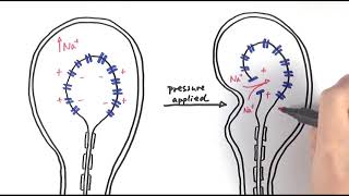 A2 Biology  Pacinian corpuscle OCR A Chapter 133 [upl. by Srednas487]