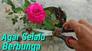 Cara Merawat Bunga Mawar Agar Selalu Berbunga [upl. by Chao173]