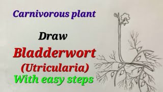 Bladderwort drawing easy for kids Utricularia drawing easy carnivorous plant drawing for science [upl. by Pepi]