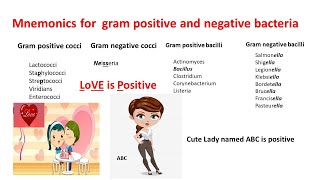 Gram Staining Procedure [upl. by Hourigan]