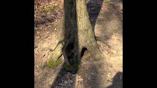 Exploring Saugatuck Dunes State Park [upl. by Yelsa]