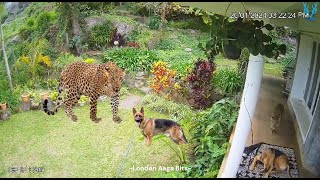 Leopard attack  narrow escape of a dog leopard leopards leopardvideo [upl. by Leddy]