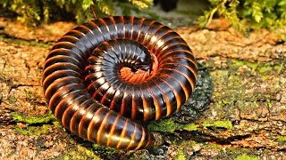 Archispirostreptus gigas Giant African Millipede Closeup [upl. by Adiesirb432]