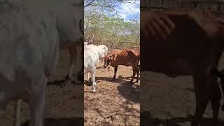 rancho cowboy Umirim ceará [upl. by Georas]