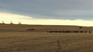 Elk herd stampeding in the harvested field [upl. by Gerick950]