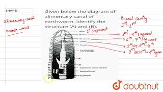 Given below the diagram of alimentary canal of earthworm Identify the structure A and B [upl. by Malloy]