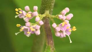 Plant portrait  American beautyberry Callicarpa americana [upl. by Joellyn588]