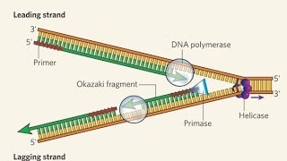 DNA replication  3D animation [upl. by Hogue590]