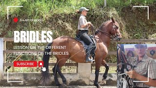 Understanding Horse Bridles Snaffle Cavesson and Curb Explained [upl. by Kippy906]