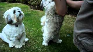 Lhasa Apso TricksAVI [upl. by Gaiser]