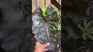 Colocasia redemption colocasia colocasiahybrids colocasialeaves plants [upl. by Isdnyl]