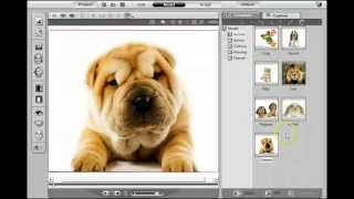 How To Make A Talking Dog Video Talking Dogs And Animals [upl. by Medorra]