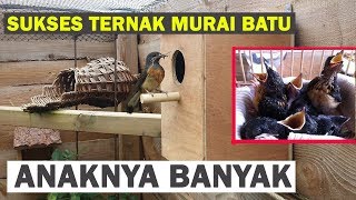 Cara Ternak Murai Batu Pemula Agar Sukses PANDUAN LENGKAP [upl. by Clarise]