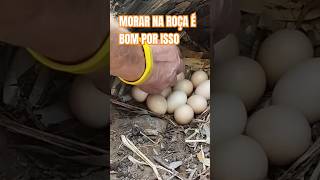 MORAR NA ROÇA É BOM POR ISSO UM NINHO DE GALINHA NO TRONCO DE UMA ALGAROBA ZONA RURAL DE ACARI RN [upl. by Naibaf]