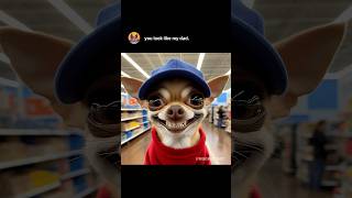 When a Chihuahua calls a stranger quotDadquotmemes [upl. by Ibson]