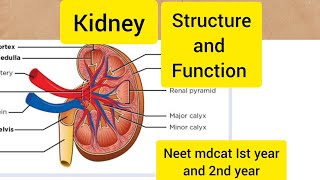 Structure and function of kidneyHindiUrdu [upl. by Carry]