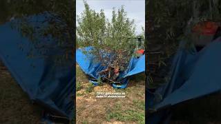 M6 Shaker For Almond Harvest  Made By TOPAVI Spain  farming agriculture [upl. by Rocky]