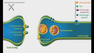 Cholinergic Agonists and Antagonists animation video [upl. by Einafats536]