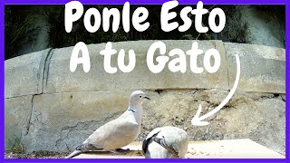 Pájaros para Gatos  Video con Ruido [upl. by Nnaillij]