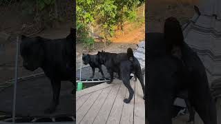 Cane Corso’s and pit mix… Wait for it [upl. by Yelnet]