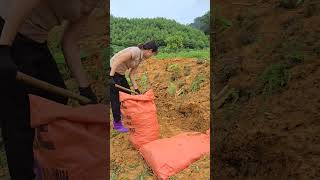 bag soil level soil to create kitchen floor  Hải daily life [upl. by Panter]