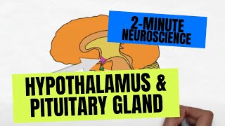 2Minute Neuroscience Hypothalamus amp Pituitary Gland [upl. by Lemhar]