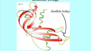 135 Disulfide Bridges Stabilize Protein Structure [upl. by Peisch]