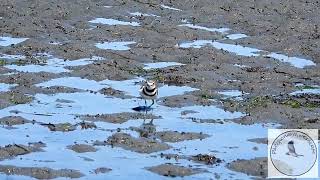 Killdeer mum takes her chicks to the beach [upl. by Abram]