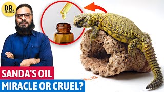 Sande Ka Tel Ki Haqeeqat  Sanda Oil Does it Work  SpinyTailed Lizard Oil  Dr Ibrahim [upl. by Aihtebat452]