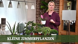 Zimmerpflanzen Teil 3  Kleine Pflanzen für Fensterbank und Tischdeko [upl. by Sorenson]