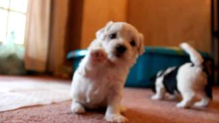 Havanese puppies playing and barking [upl. by Ahtnams354]