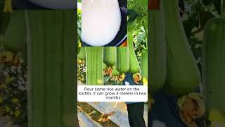 Tips for proper plant care garden gardeningtips plants [upl. by Malik]