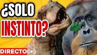 ANIMALES ¿casi HUMANOS  DIRECTO 🔴 [upl. by Edgerton723]