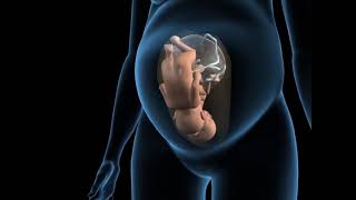 Types of twins pregnancy  Monochorionic monoamniotic twins  3D Anatomical Visualization [upl. by Ulphiah]