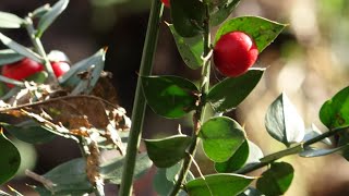 El rusco  Ruscus aculeatus  Plantas medicinales [upl. by Bernetta]