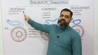 Triploblastic Organization English medium profmasoodfuzail Coelomates  Acoelomates [upl. by Yesteb]