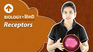 Receptors  Hindi  Biology [upl. by Nanor242]