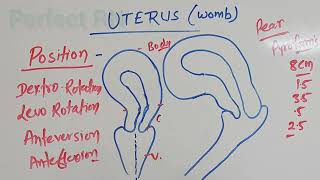 Uterus position with flexion and Rotation [upl. by Llenahc]