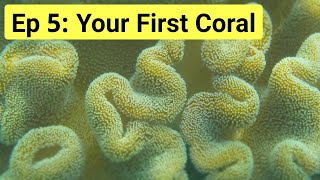 Reef Tank Basics Episode 5 How To Keep Your First Coral [upl. by Nomi]