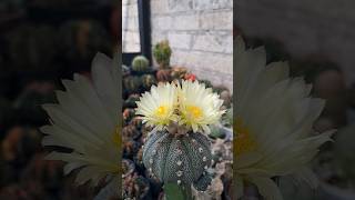 Bunga Kaktus Astrophytum Asterias Cakep Benget tanaman tanamanhias kaktus kaktusastro flowers [upl. by Hetti970]