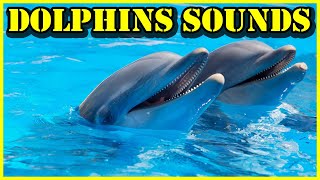 Dolphins Sounds Song Of Dolphins Noises  Cry Dolphin Laugh  Communication Dolphin Language [upl. by Eda]