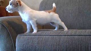 Jack Russell Terrier puppy quotHopequot [upl. by Nims]