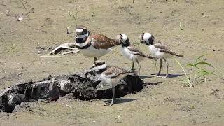 Killdeer chicks at Community Park [upl. by Etnomed]