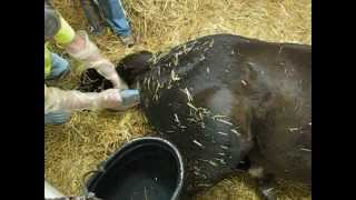 Pregnant Thoroughbred Mare in Labor Horse Giving Birth Foaling a Baby Colt [upl. by Fenny917]