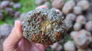 High in the Ochoco Mt of Central Oregon  Element ride digging thunder eggs [upl. by Hsetim]