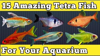 Top 15 Amazing Tetra Fish for Your Aquarium  Different Types of Tetra Species  Expert Aquarist [upl. by Lavery349]