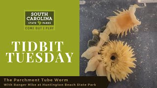 The Parchment Tube Worm [upl. by Bork592]