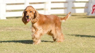 Socializing Your Cocker Spaniel A Step by Step Guide [upl. by Anelram]