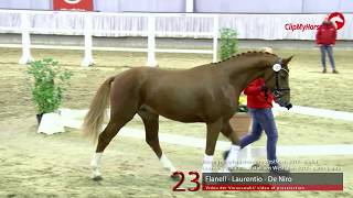 23 Junghengst v Flanell  Laurentio [upl. by Lurette]